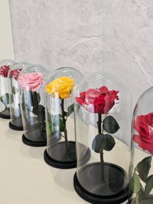 eternas rosas Rosas Eternas